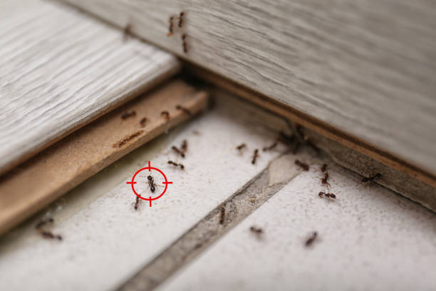 Best Pest Control Near Me in Malvern, OH